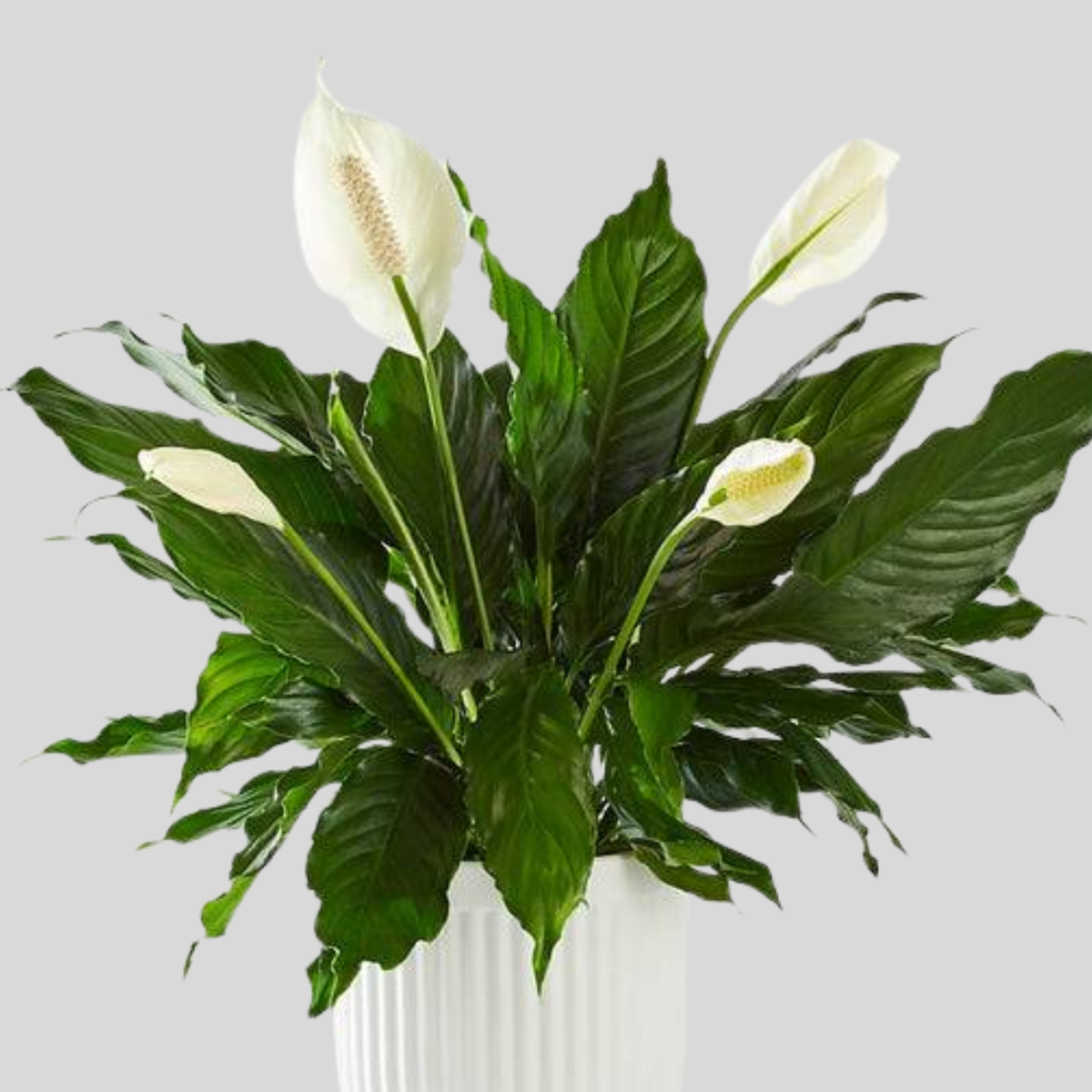 Peace Lily in a white urn