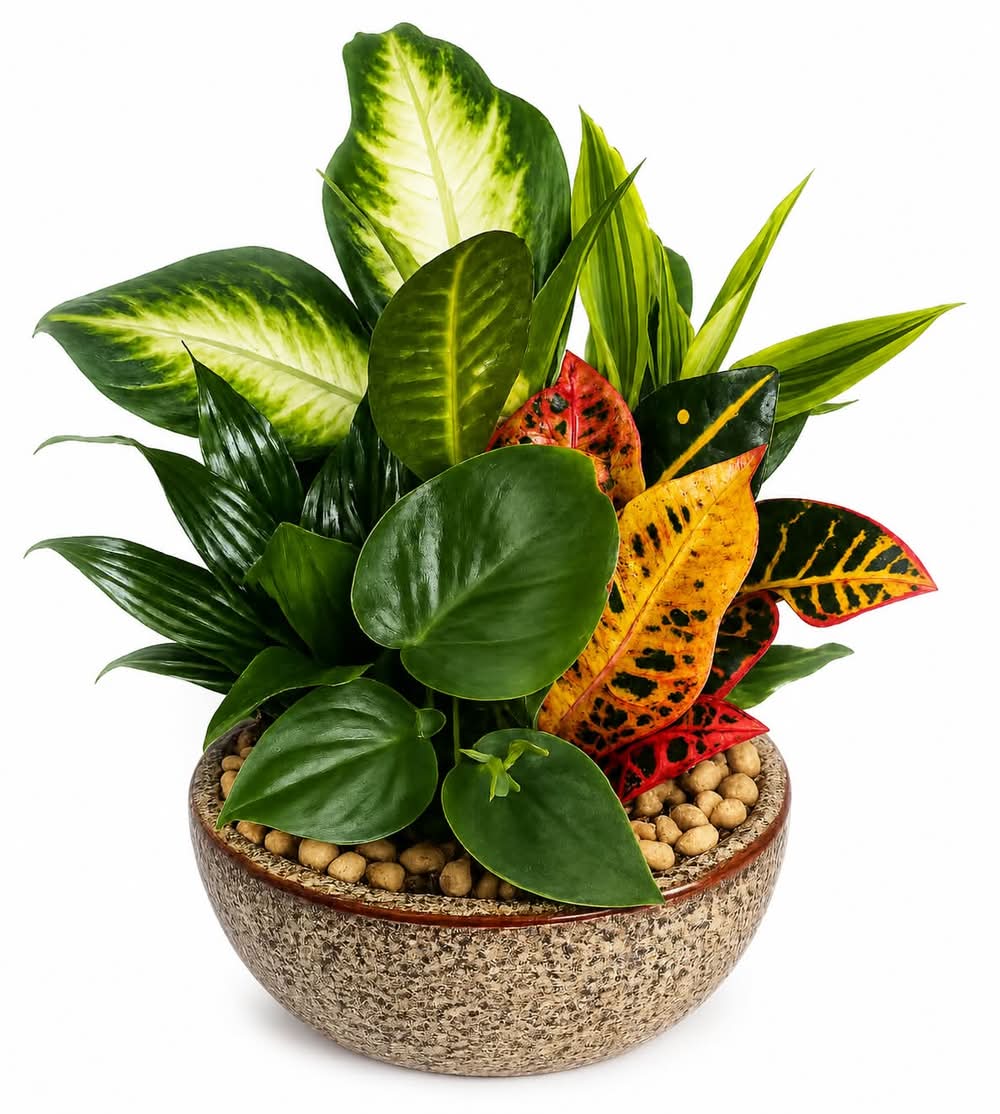 Mixed Indoor Plant Garden in Ceramic Pot