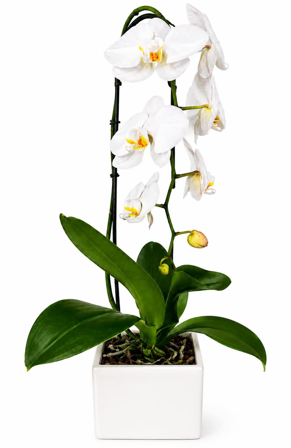 Luxury White Orchid