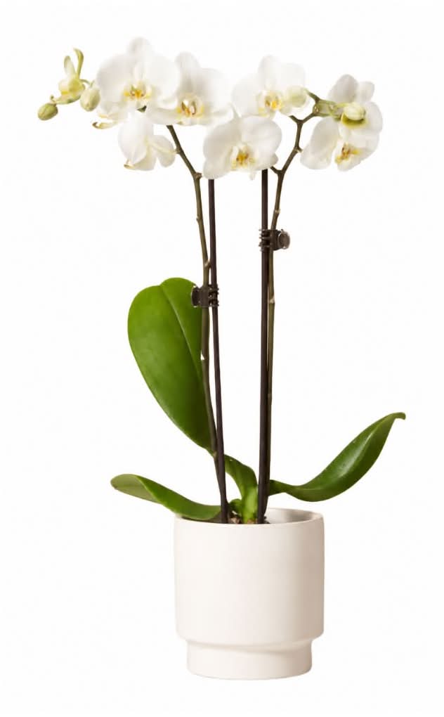Pure Elegance Orchid