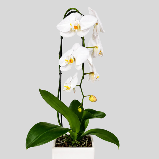 Pure Elegance Orchid