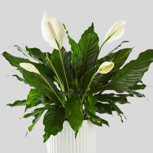 Peace Lily in a white urn