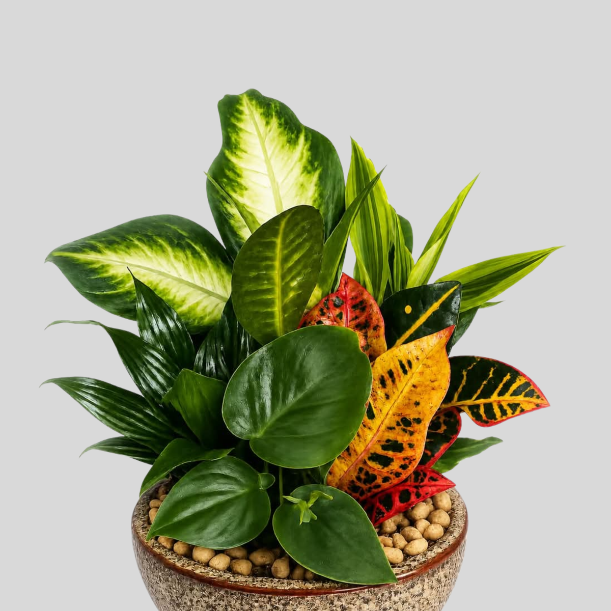 Mixed Indoor Plant Garden - Small
