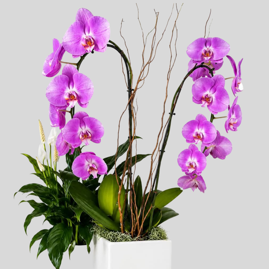 Premium Purple Double Orchid