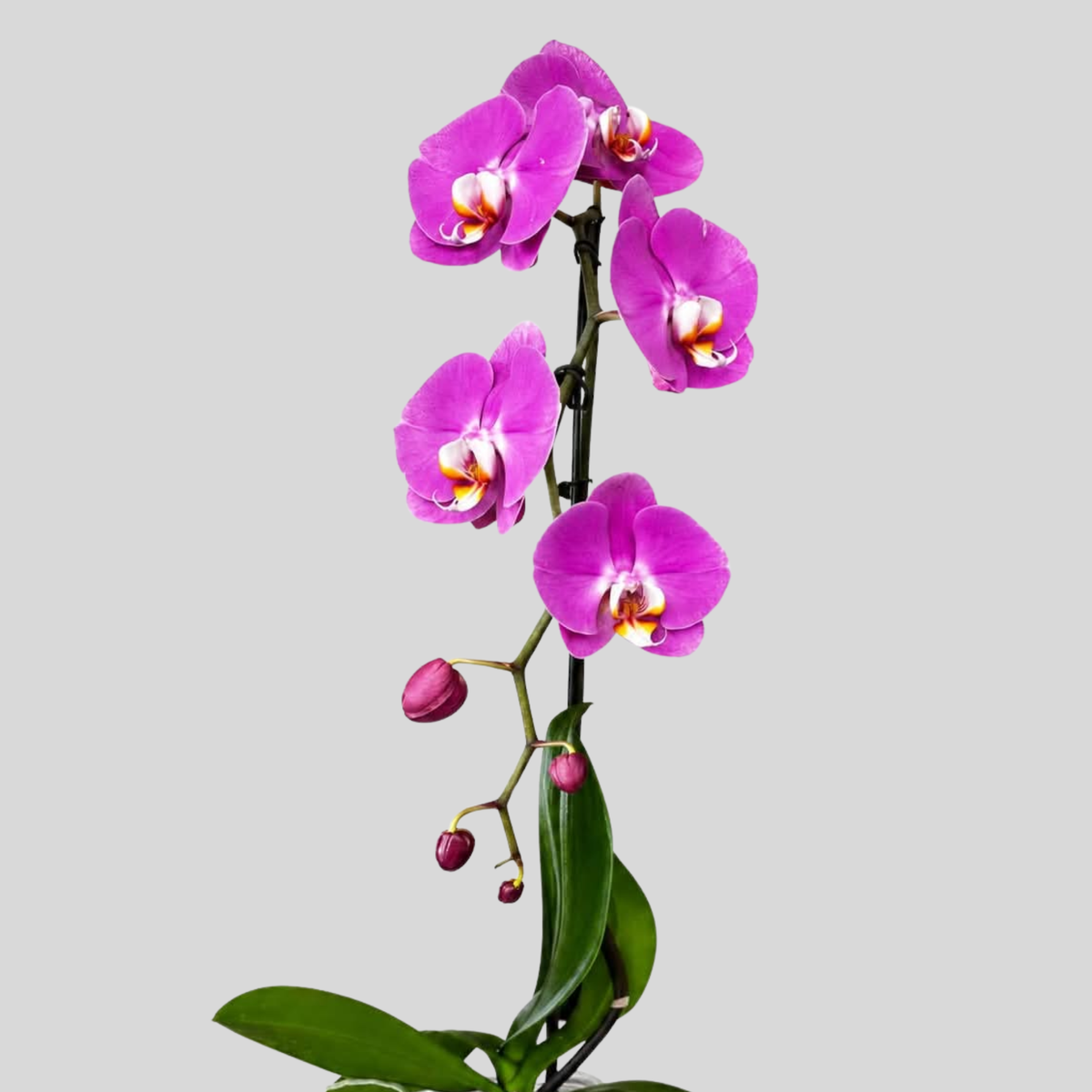 Elegant Purple Orchid Plant