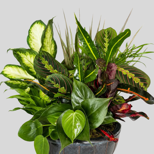 Mixed Indoor Plant Garden - Large