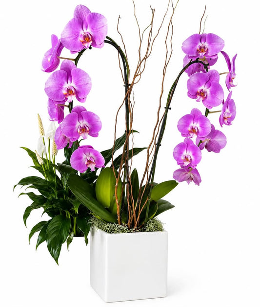 Premium Purple Double Orchid