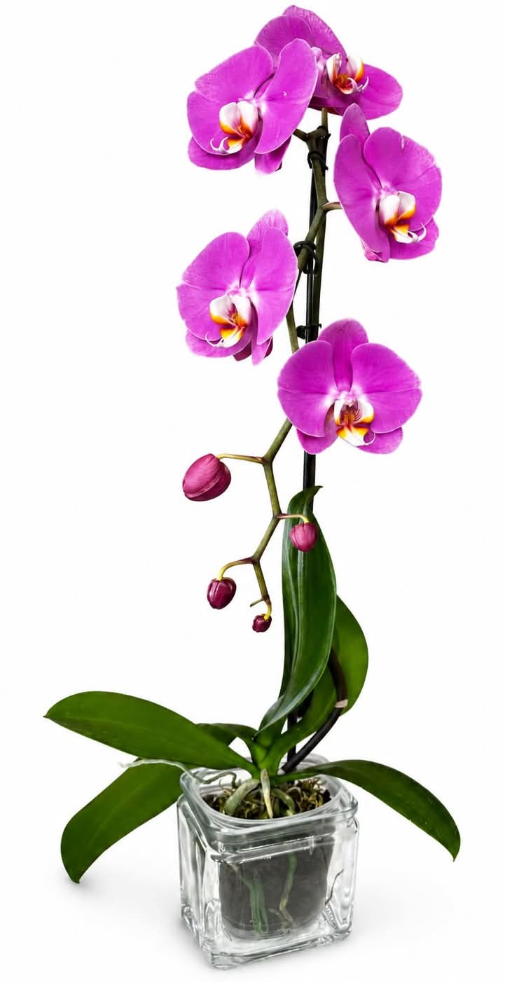 Elegant Purple Orchid Plant