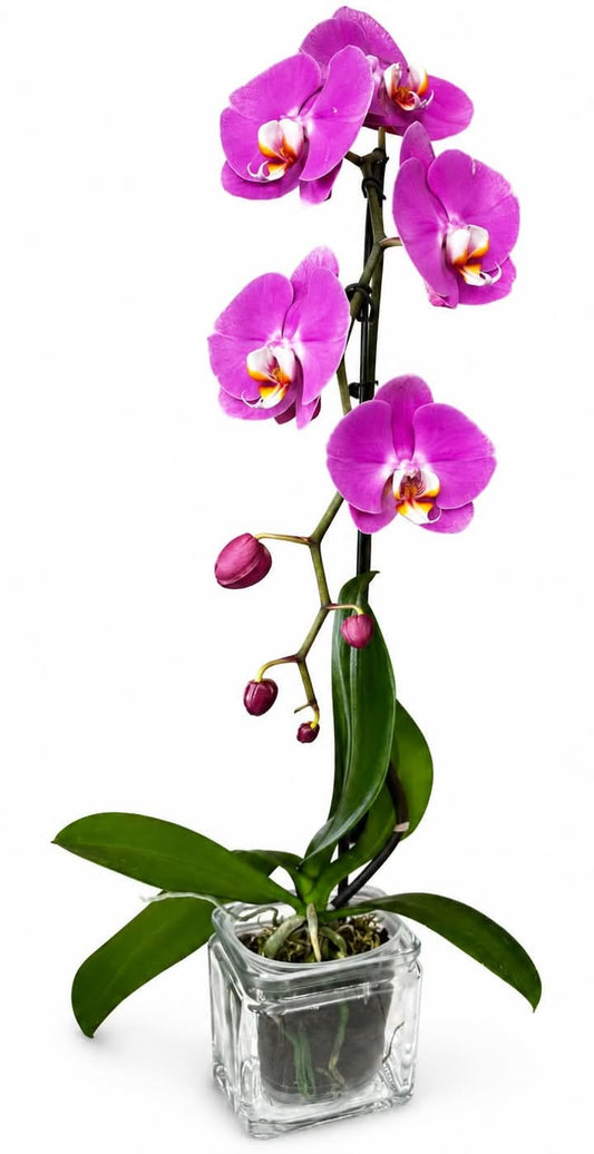 Elegant Purple Orchid Plant