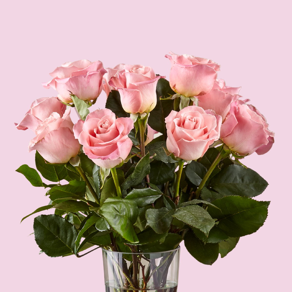 Classic Dozen Pink Roses