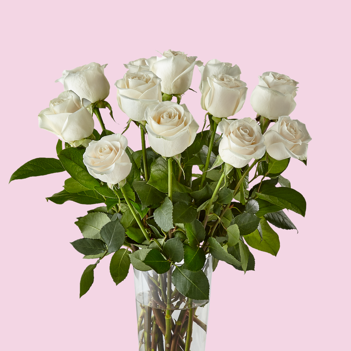 Classic Dozen White Roses